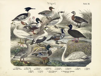 Aves, c.1860